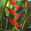 Heliconia orthotricha Garden of Eden