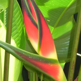 Heliconia orthotricha Garden of Eden