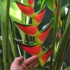 Heliconia orthotricha Garden of Eden