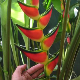 Heliconia orthotricha Garden of Eden