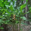 Heliconia orthotricha Garden of Eden