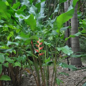 Heliconia orthotricha Garden of Eden