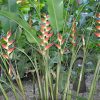 Heliconia orthotricha Garden of Eden