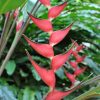 Heliconia orthotricha Imperialis Pink