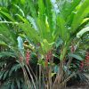 Heliconia orthotricha Imperialis Pink