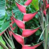 Heliconia orthotricha Imperialis Pink
