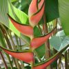 Heliconia orthotricha Pink Eden