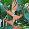 Heliconia orthotricha Pink Eden