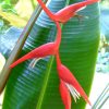 Heliconia pendula Bright Red