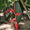 Heliconia pendula Bright Red