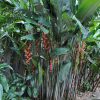 Heliconia pendula Waxy Red
