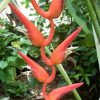 Heliconia pendula Waxy Red