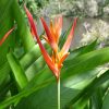Heliconia psittacorum Andromeda 