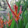 Heliconia psittacorum Andromeda 
