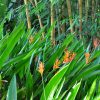Heliconia psittacorum Andromeda 