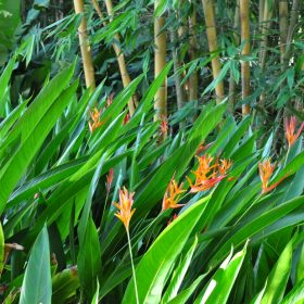 Heliconia psittacorum Andromeda 