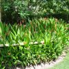 Heliconia psittacorum Andromeda 