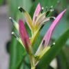 Heliconia psittacorum Fuchsia