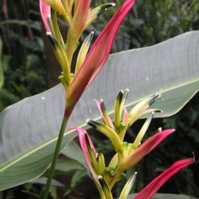 Heliconia psittacorum Fuchsia