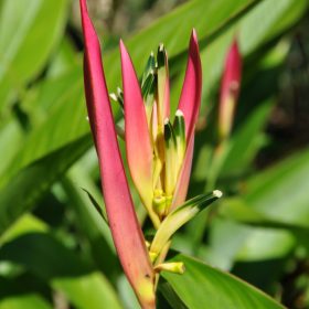 Heliconia psittacorum Fuchsia