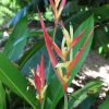 Heliconia psittacorum Lady Di
