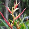 Heliconia psittacorum Lady Di