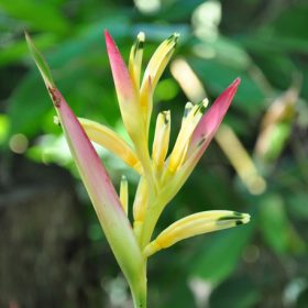 Heliconia psittacorum Parakeet