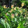 Heliconia psittacorum Parakeet