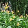 Heliconia psittacorum Parakeet