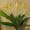 Heliconia psittacorum Parakeet