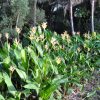 Heliconia psittacorum Parakeet