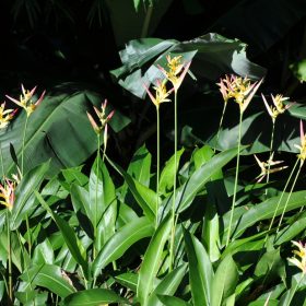 Heliconia psittacorum Parakeet