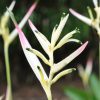 Heliconia psittacorum Pearl