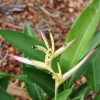 Heliconia psittacorum Pearl