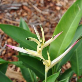 Heliconia psittacorum Pearl