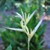 Heliconia psittacorum Pearl