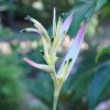 Heliconia psittacorum Pearl