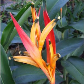 Heliconia psittacorum Petra