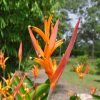 Heliconia psittacorum Petra