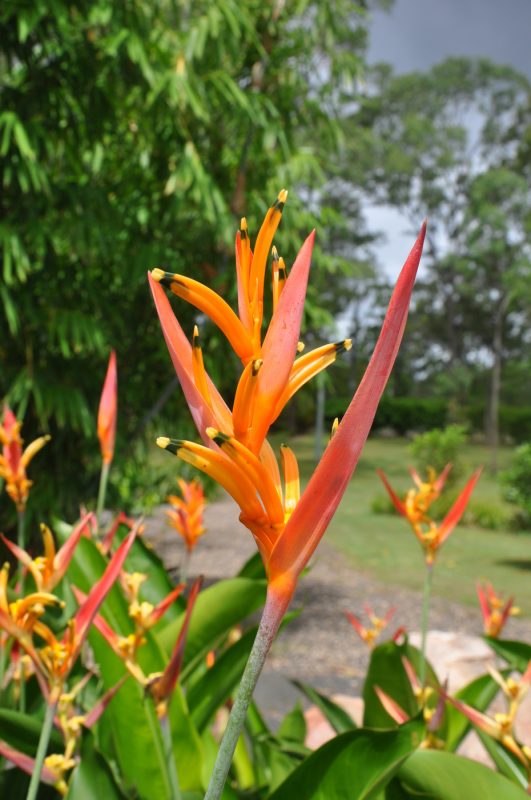 Cây Cảnh Nhà Xanh