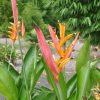 Heliconia psittacorum Petra