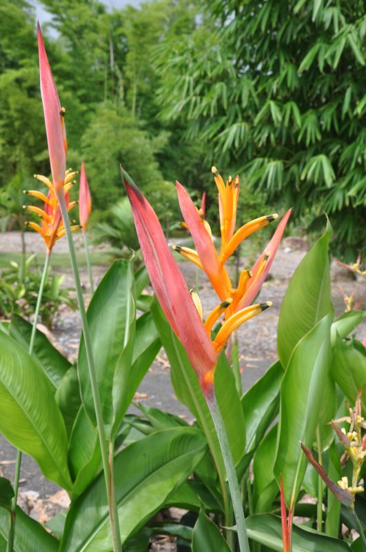 Cây Cảnh Nhà Xanh