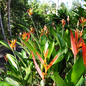 Heliconia psittacorum Petra