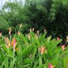Heliconia psittacorum Petra