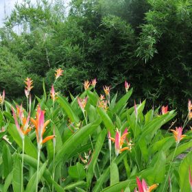 Heliconia psittacorum Petra