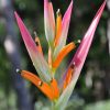 Heliconia psittacorum Sassy