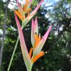 Heliconia psittacorum Sassy