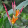 Heliconia psittacorum Sassy