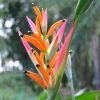 Heliconia psittacorum Sassy