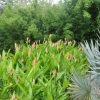 Heliconia psittacorum Sassy